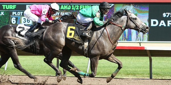 Shackleford won the Preakness