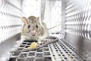 pest control san antonio